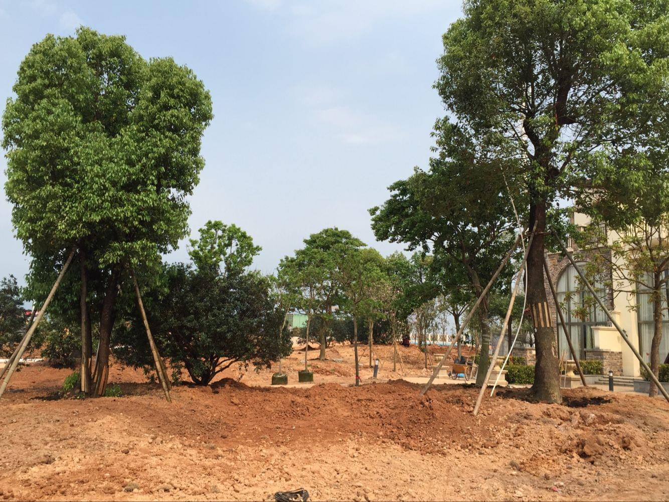 苏州园林绿化工程施工